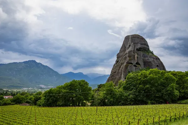 stock image Vineyard with Delicate Green Grapevines Planted in Rows Amidst Hills and Elevations Surrounded by Lush Greenery in Meteora, Greece