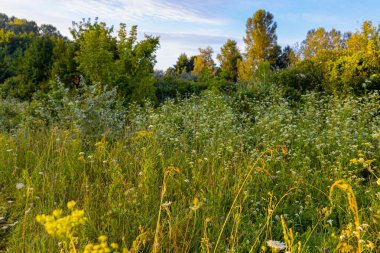 Bir yaz tarlasında kır çiçeklerinin ve mavi gökyüzünün manzarası