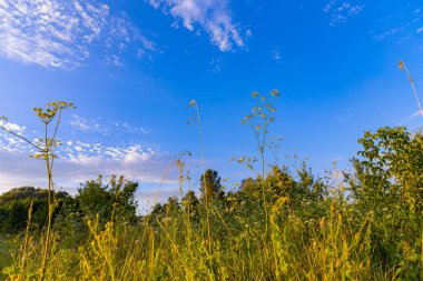 Bir yaz tarlasında kır çiçeklerinin ve mavi gökyüzünün manzarası