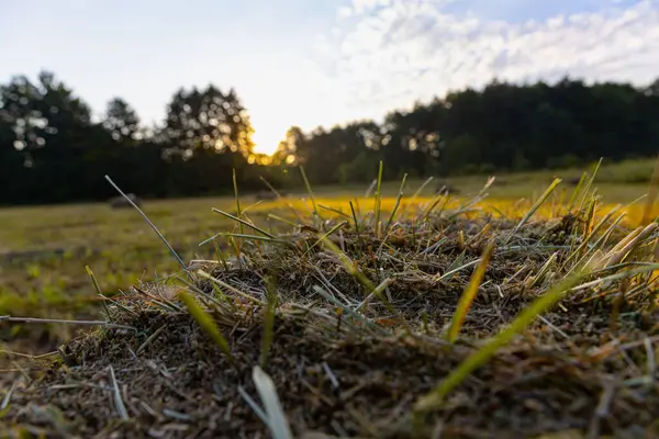 stock image Green morning field with mown grass and neatly arranged rectangular haystacks at dawn, beautiful autumn landscape in the countryside