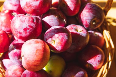 Parlak kırmızı elmalara yakın çekim.