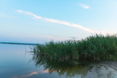 Sonbahar manzarasında yeşil sazlıklar ve mavi su