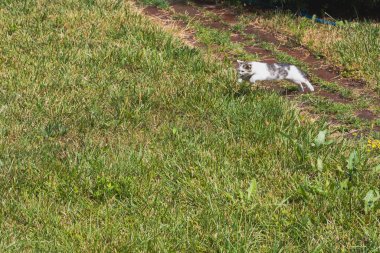 Siyah ve Beyaz Kedi Yeşil Çimende Avlanıyor