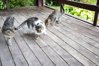 Evsiz Hayvanlar Verandada Yerlerde Oynuyor ve Yemek Yiyor