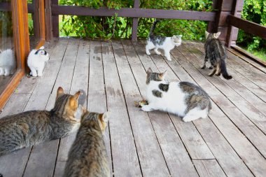 Evsiz Hayvanlar Verandada Yerlerde Oynuyor ve Yemek Yiyor
