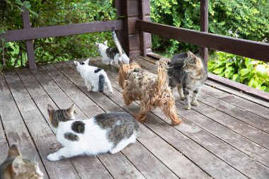 Evsiz Hayvanlar Verandada Yerlerde Oynuyor ve Yemek Yiyor