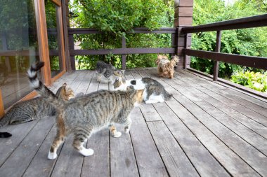 Evsiz Hayvanlar Verandada Yerlerde Oynuyor ve Yemek Yiyor