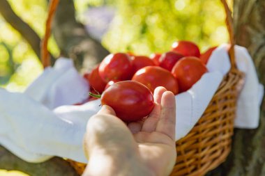 Harvest of Red Tomatoes in a Woven Basket with a White Towel Among Greenery on Wooden Floor - Fresh and Rustic Scene clipart