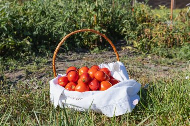 Harvest of Red Tomatoes in a Woven Basket with a White Towel Among Greenery on Wooden Floor - Fresh and Rustic Scene clipart