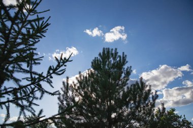 Mavi Gökyüzüne karşı Çam Kozalaklı Spruce Şubeleri Tatil ve Noel Dekorasyonu İçin Mükemmel