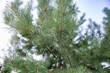 Mavi Gökyüzüne karşı Çam Kozalaklı Spruce Şubeleri Tatil ve Noel Dekorasyonu İçin Mükemmel