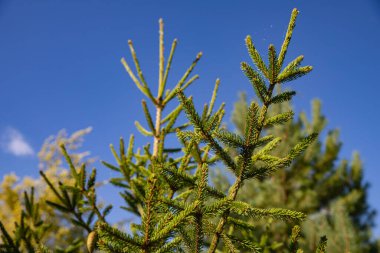 Mavi Gökyüzüne karşı Çam Kozalaklı Spruce Şubeleri Tatil ve Noel Dekorasyonu İçin Mükemmel