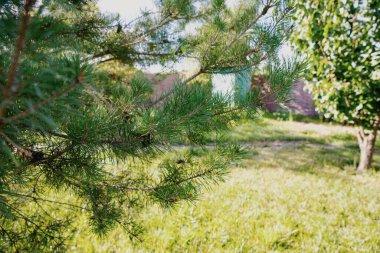 Mavi Gökyüzüne karşı Çam Kozalaklı Spruce Şubeleri Tatil ve Noel Dekorasyonu İçin Mükemmel