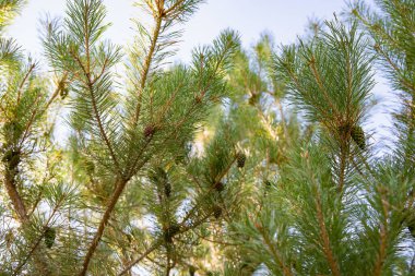 Mavi Gökyüzüne karşı Çam Kozalaklı Spruce Şubeleri Tatil ve Noel Dekorasyonu İçin Mükemmel