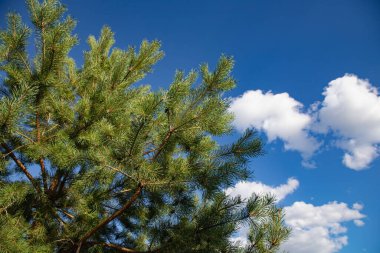 Mavi Gökyüzüne karşı Çam Kozalaklı Spruce Şubeleri Tatil ve Noel Dekorasyonu İçin Mükemmel