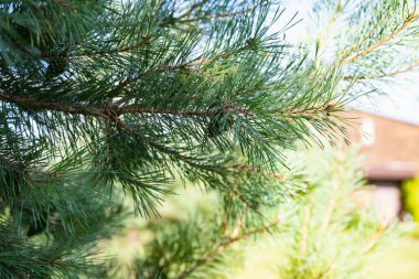 Mavi Gökyüzüne karşı Çam Kozalaklı Spruce Şubeleri Tatil ve Noel Dekorasyonu İçin Mükemmel