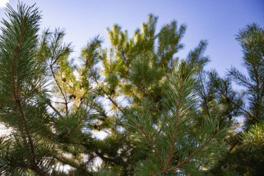 Mavi Gökyüzüne karşı Çam Kozalaklı Spruce Şubeleri Tatil ve Noel Dekorasyonu İçin Mükemmel