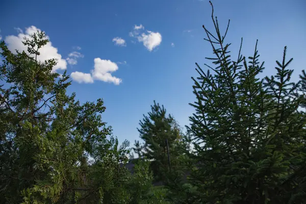 stock image Close-Up of Spruce Branches with Pine Cones Against Blue Sky - Perfect for Holiday and Christmas Decor