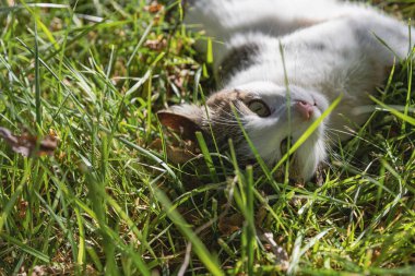 Kır Evinin Bahçesinde Çimenli ve Ağaçlı Yeşil Çimlerde Oynayan Bir Kedi Portresi