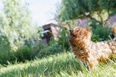 Uzun Kürklü Yorkshire Teriyeri Ağaçların ve Çalıların Arasındaki Yeşil Çimlerde Oynuyor