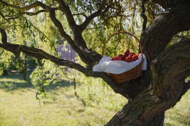 Satılık ağaçta asılı duran kırmızı domatesler.