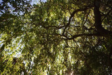 Yeşil Söğüt Dalları ve Ağaç Gövdeleri