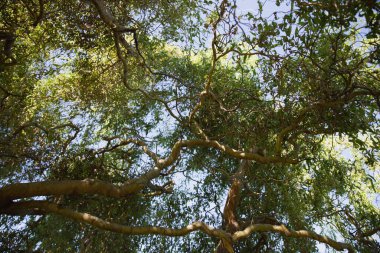 Yeşil Söğüt Dalları ve Ağaç Gövdeleri