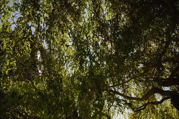 stock image Green Willow Branches and Tree Trunks