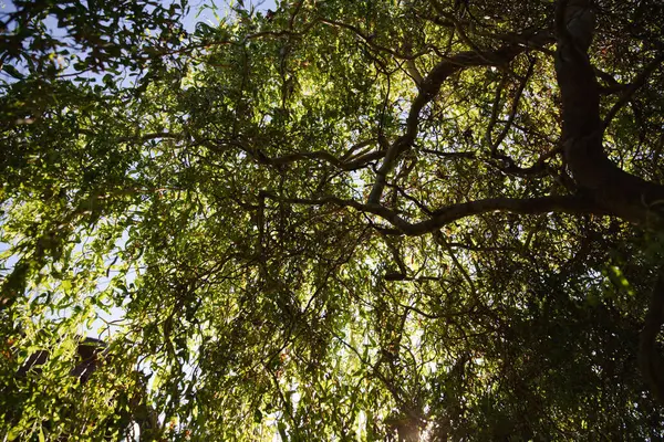 Yeşil Söğüt Dalları ve Ağaç Gövdeleri