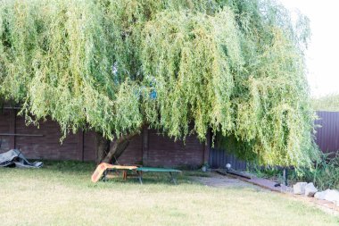 Büyük Söğüt Ağacı ve Bench 'in arka bahçesinde. Gevşeme Kavramı, Kırsal Yaşam Tarzı, Bahçedeki Gölge ve Huzurlu Doğa.