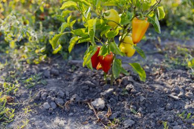Bahçe yatağında çalılara asılı kırmızı ve yeşil biberler, taze organik sebzeler.