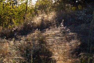 Berrak Yeşillik ve Gölgelerle Dolu Huzurlu Bir Ormanda Güneş Işığı Filtresi