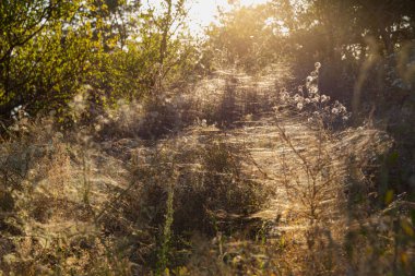 Berrak Yeşillik ve Gölgelerle Dolu Huzurlu Bir Ormanda Güneş Işığı Filtresi