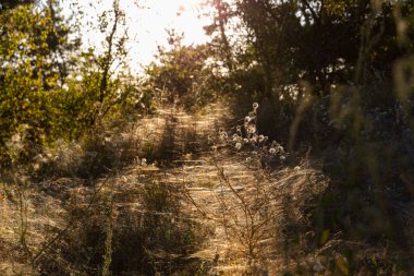 Berrak Yeşillik ve Gölgelerle Dolu Huzurlu Bir Ormanda Güneş Işığı Filtresi