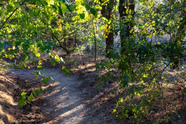 Berrak Yeşillik ve Gölgelerle Dolu Huzurlu Bir Ormanda Güneş Işığı Filtresi