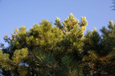 Mavi Gökyüzü Arkaplanına Karşı Büyük İğneli Yeşil Ladin Ağacının Yakın Çekimi
