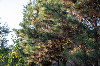 Mavi Gökyüzü Arkaplanına Karşı Büyük İğneli Yeşil Ladin Ağacının Yakın Çekimi