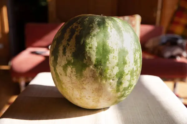 stock image Large Yellow and Green Watermelon Close-Up  Vibrant Fresh Fruit in Detail