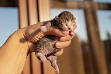 İnsan eliyle yeni doğmuş kedi yavrusu. Hayvan Bakımı, Veterinerlik, Hayvan Kurtarma ve Hayvanlara Sevgi kavramı.