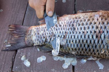Kapalı Çekim Bir Bıçak Tutma Büyük bir Gümüş Sazan Temizleme Açık Hava Pişirmek için Balık Hazırlama