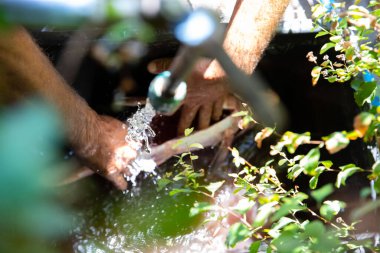 Arka planda yeşillik olan bir su deresinin altında balık yıkamak doğada taze balık hazırlamak.