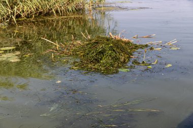 Sahil Temizleme İşlemi ile Su Yüzeyi Üzerinde Yosun ve Çimen