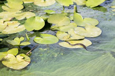 Su yüzeyindeki su bitkileri ve yosunlar arasında Çim Yılanı (Natrix). Vahşi Doğa, Bataklık Ekosistemi ve Çevre Konsepti. Sadece Düzenleyici Kullan.