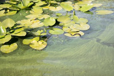 Su yüzeyindeki su bitkileri ve yosunlar arasında Çim Yılanı (Natrix). Vahşi Doğa, Bataklık Ekosistemi ve Çevre Konsepti. Sadece Düzenleyici Kullan.