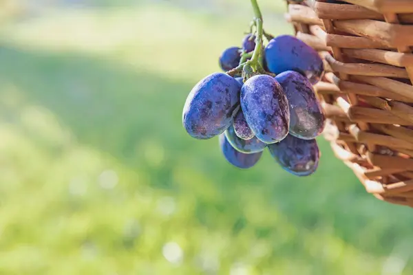 stock image Close-up of a Grape Bunch.