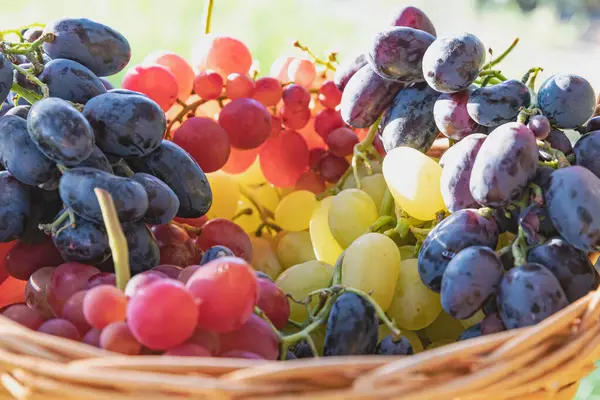 stock image  Grapes Bunches in a Woven Basket Outdoors