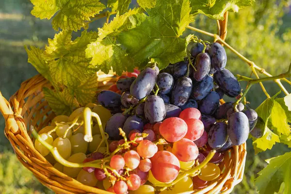 stock image  Grapes Bunches in a Woven Basket Outdoors