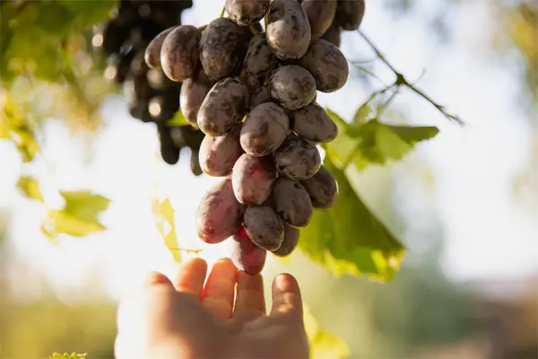 stock image Hand picking dark blue grapes from the vine  close-up of fresh grapes against green leaves background