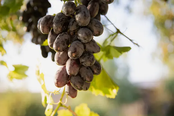 stock image Fresh dark blue grapes on the vine  close-up of a grape cluster against green leaves background