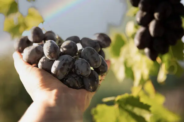 stock image Hand picking dark blue grapes from the vine  close-up of fresh grapes against green leaves background